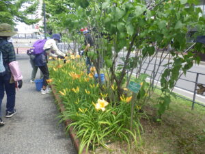 7月6日にヘメロカリスの花がら摘みをする花くらぶ