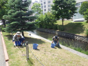 7月7日に芝生の除草をする創成除草ボランティア