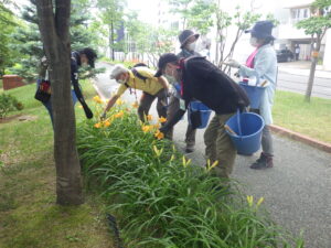 7月11日にへwメロカリスの花がら摘みをする植物ボランティア