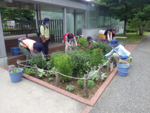 7月12日に花壇のお手入れをするお助け隊