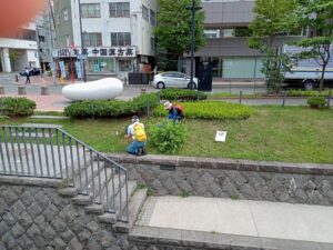 7月28日に芝生のブタナの除草をする除草ボランティア