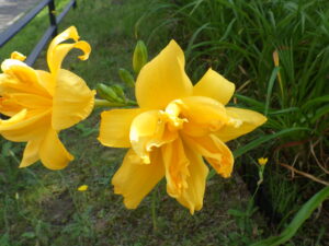 7月21日に咲いていたヘメロカリスのイエローペチコーツ