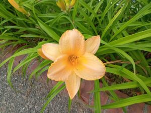 7月3日に咲いていたヘメロカリスのエッチドインゴールドの花