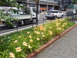 7月28日のヘメロカリスのエドナスポルディングの花壇の様子