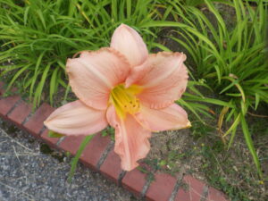 7月7日に咲いていたヘメロカリスのエドナスポルディングの花