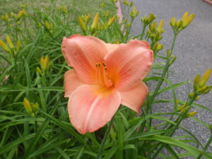 7月9日に咲いていたヘメロカリスのオーチャードスプライトの花