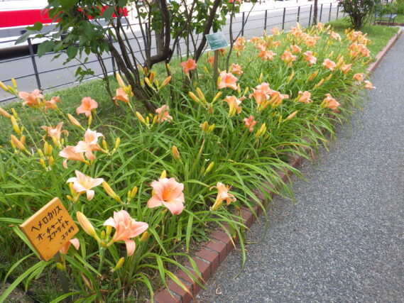 「ヘメロカリス情報とガイドツアーの開催」の画像
