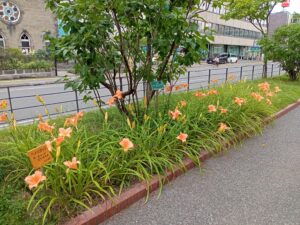 7月28日のヘメロカリスのオーチャードスプライトの花壇の様子