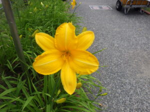 7月18日に咲いていたヘメロカリスのカートホイールズ