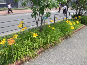 7月28日のヘメロカリスのカートホイールズの花壇の様子