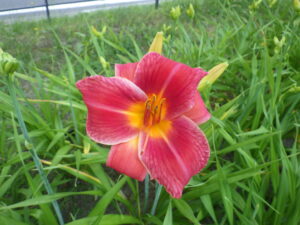 7月21日に咲いていたヘメロカリスのジェイ