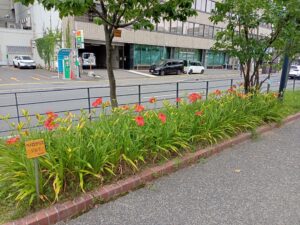 7月28日のヘメロカリスのジェイの花壇の様子