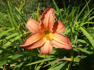 7月22日に咲いていたヘメロカリスのジャスパーデビル