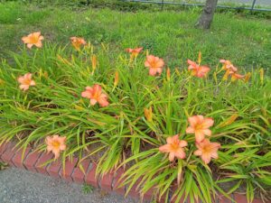 7月28日のヘメロカリスのジャスパーデビルの様子