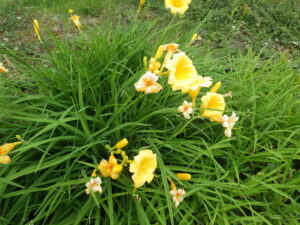 7月3日に咲いていたヘメロカリスのエッチドインゴールド