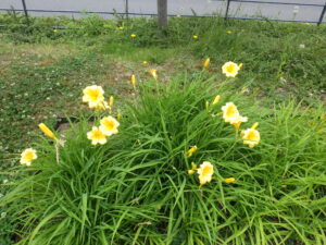 7月3日に咲いていたヘメロカリスのエッチドインゴールド