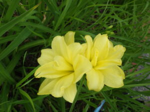 7月3日に咲いていたヘメロカリスのダブルキューティーの花