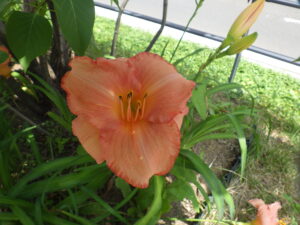 7月7日に咲いていたヘメロカリスのダンシングシバの花