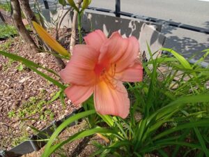 7月21日に咲いていたヘメロカリスのチッパーチェリー