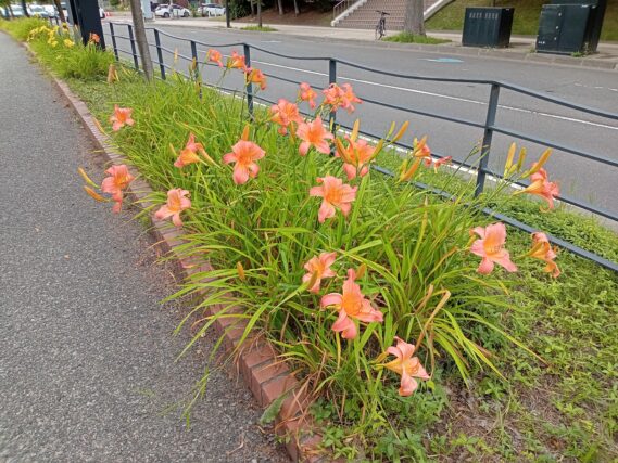 「ヘメロカリスの様子と今週の公園ボランティア」の画像