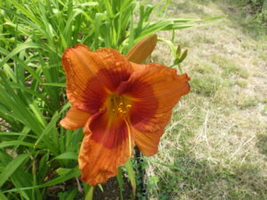 7月7日に咲いていたヘメロカリスのデュークオブダーハムの花