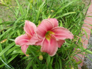 7月18日に咲いていたヘメロカリスのトゥーシ―ローズ