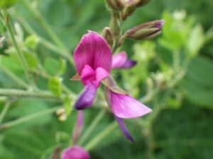 7月7日に咲いていたミヤギノハギの花
