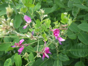 7月7日に咲いていたミヤギノハギの花