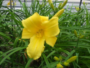 7月7日に咲いていたヘメロカリスのパトリオットの花