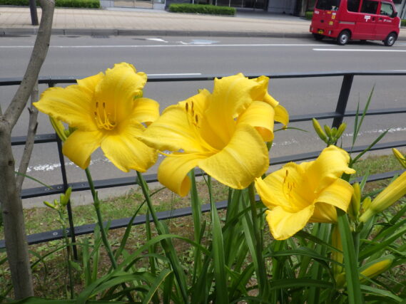 「さらにヘメロカリス開花」の画像