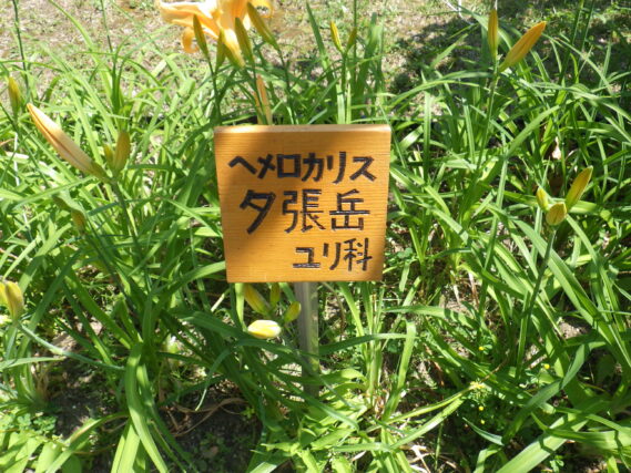 「ヘメロカリス花壇に花名板をつけました」の画像