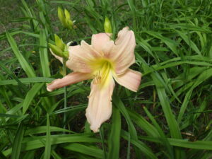 7月18日に咲いていたヘメロカリスのホットトゥデイ