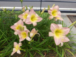 7月18日に咲いていたヘメロカリスのライラックスノー