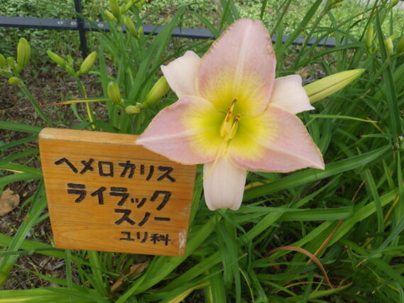 「ヘメロカリス情報」の画像