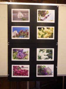 7月19日から札幌市資料館で開催のライラック写真展の様子