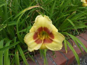 7月3日に咲いていたヘメロカリスのリトルビックマンの花