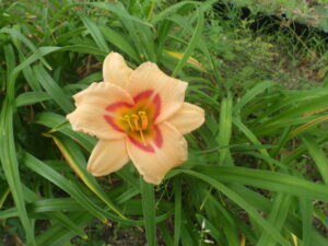 7月10日に咲いていたヘメロカリスのレッドアイ