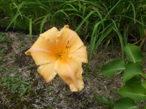 7月3日に咲いていたヘメロカリスの夕張岳