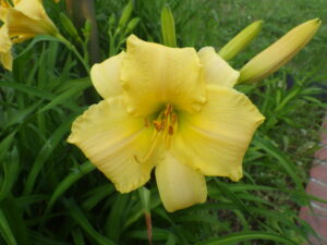 7月14日に咲いていたヘメロカリスの江戸百景