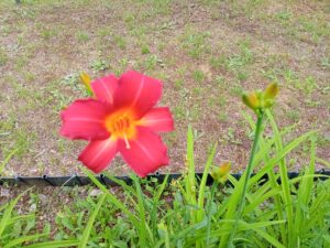 7月3日に咲いていたヘメロカリスの紅雀