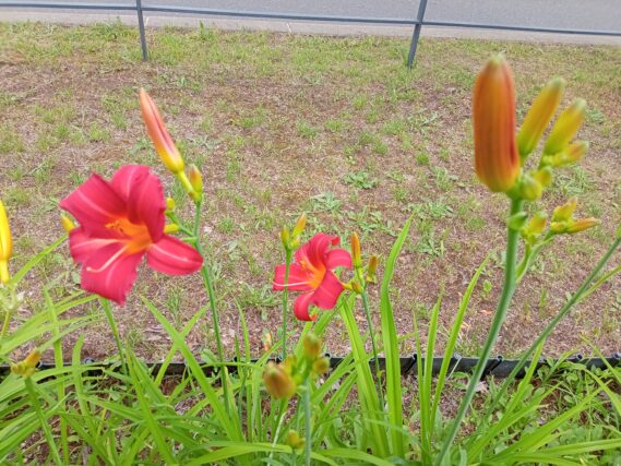 「ヘメロカリスが開花しはじめました」の画像
