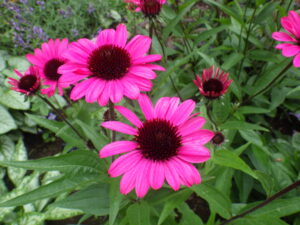 花壇に咲くエキナセアの花