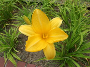 7月18日に咲いていたヘメロカリスの黄河