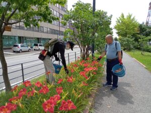 8月1日にヘメロカリスの花がら摘みの作業をする植物ボランティア