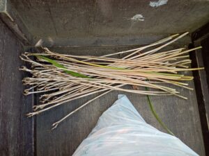 花が終わって抜き取れるようになったヘメロカリスの茎