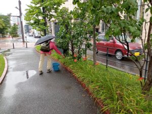 8月3日に雨の中、ヘメロカリスの花柄罪をする花くらぶのメンバー