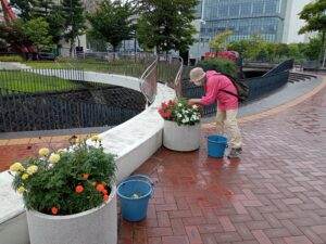 8月3日に雨の中、コンテナ花壇の手入れをする花くらぶのメンバー