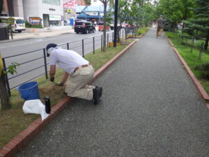 8月4日に芝生のブタナの除草をする除草ボランティア
