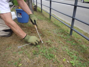 ブタナを上手に取っているところ