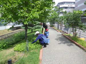 8月8日にスズランの除草をするお助け隊